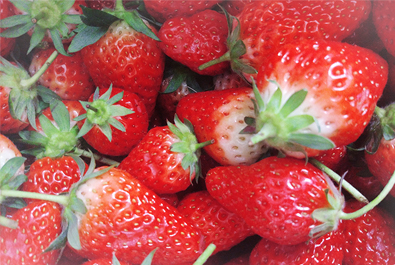 二月春游须烂漫——long8唯一官网登录网组织员工参加摘草莓活动